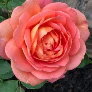 Meet your Posher, Irina